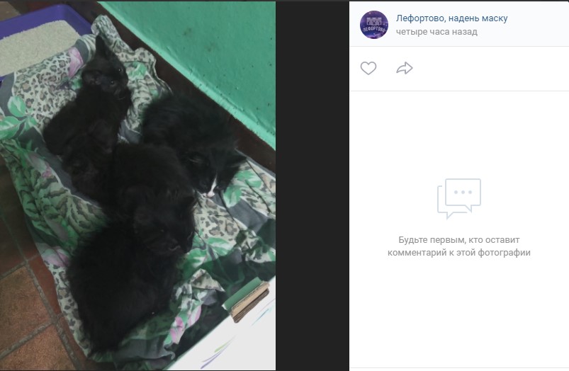 Фото дня: котята с Волочаевской очень хотят попасть домой