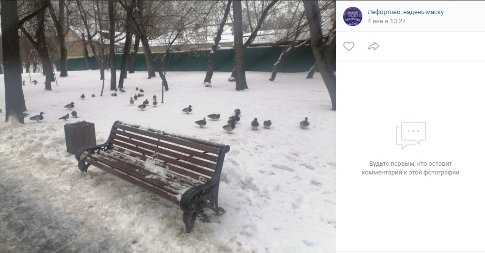 Фото дня: новогодняя прогулка лефортовских уток