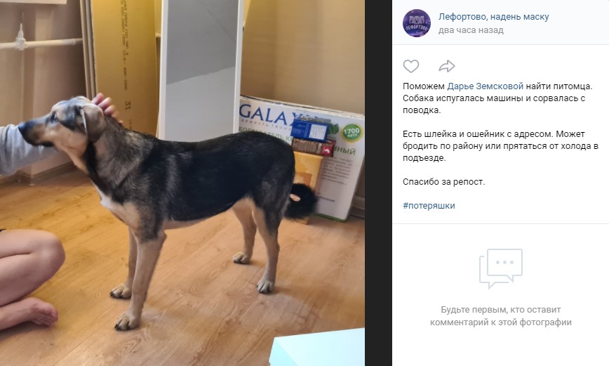 Фото дня: жительница Лефортова ищет собаку-потеряшку