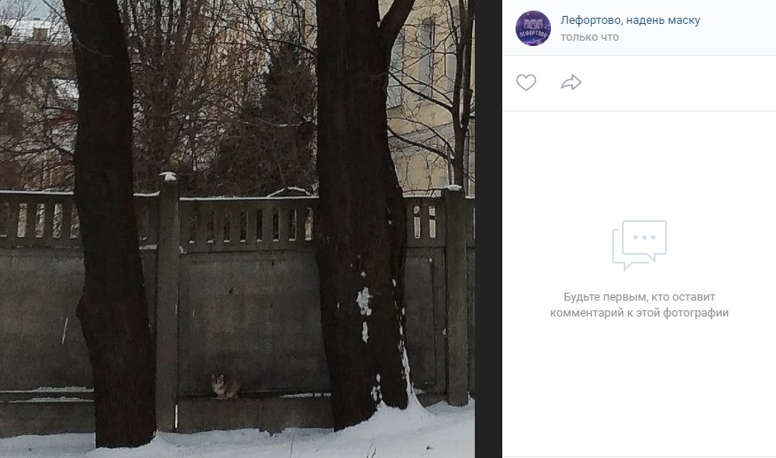 Фото дня: пушистый страж Лефортовского дворца