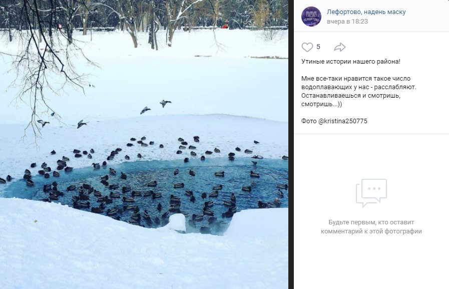 Фото дня: утки для медитации из Лефортовского парка