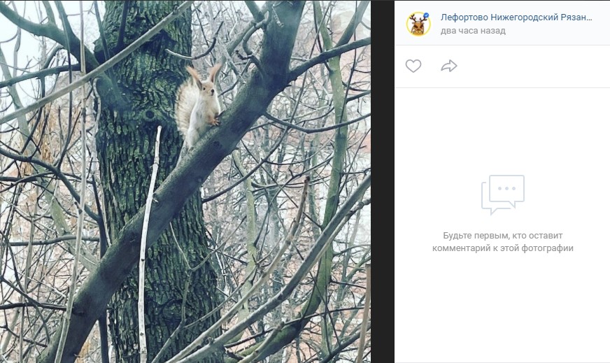 Фото дня: шустрая белка из лефортовского двора